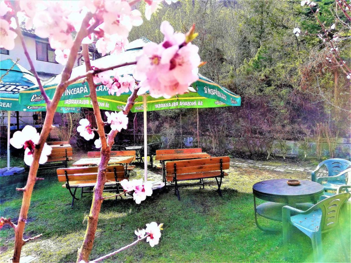 Leyla Guesthouse Castel Braşov Exteriör bild