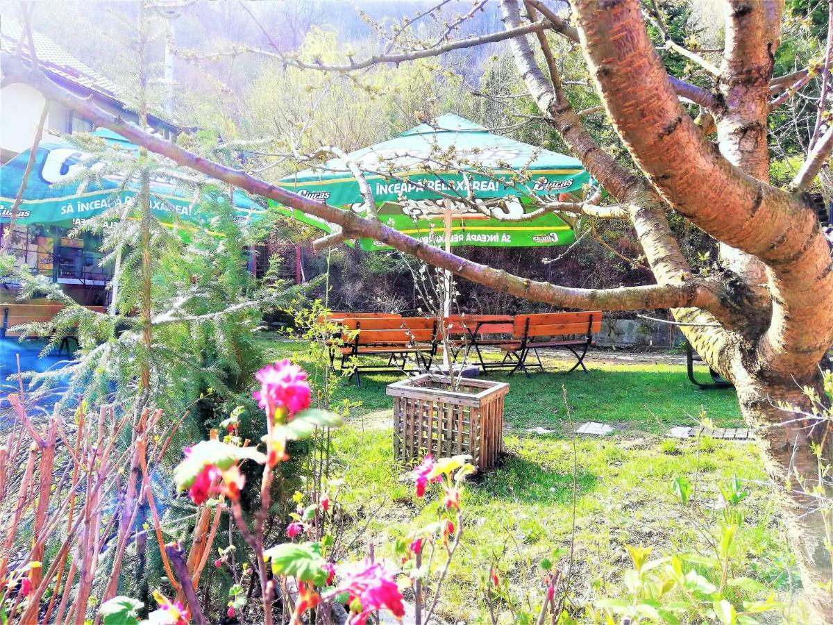 Leyla Guesthouse Castel Braşov Exteriör bild